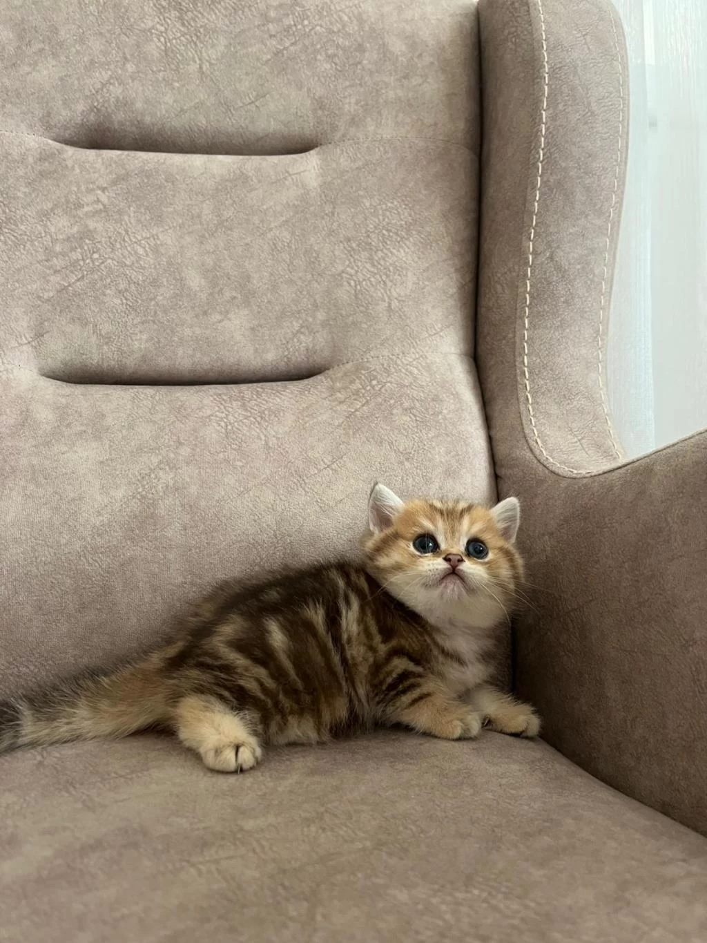 Özel Yavru British Shorthair Arayanlara