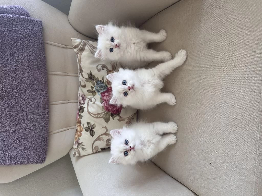 3 Adet British Longhair Silver Shaded Erkek Yavru