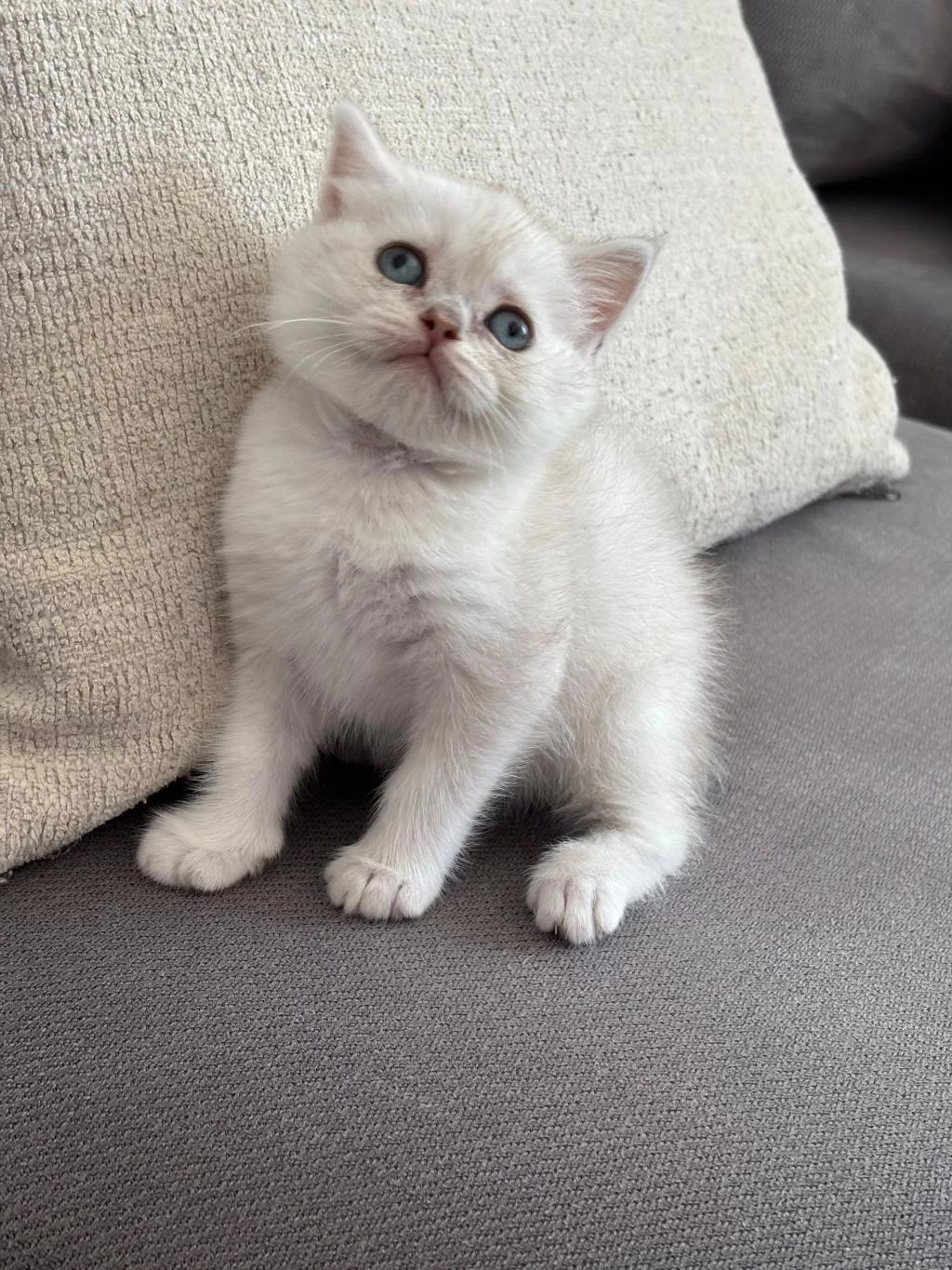 8 Haftalık British Shorthair Dişi Yavrumuz Yuva Arıyor