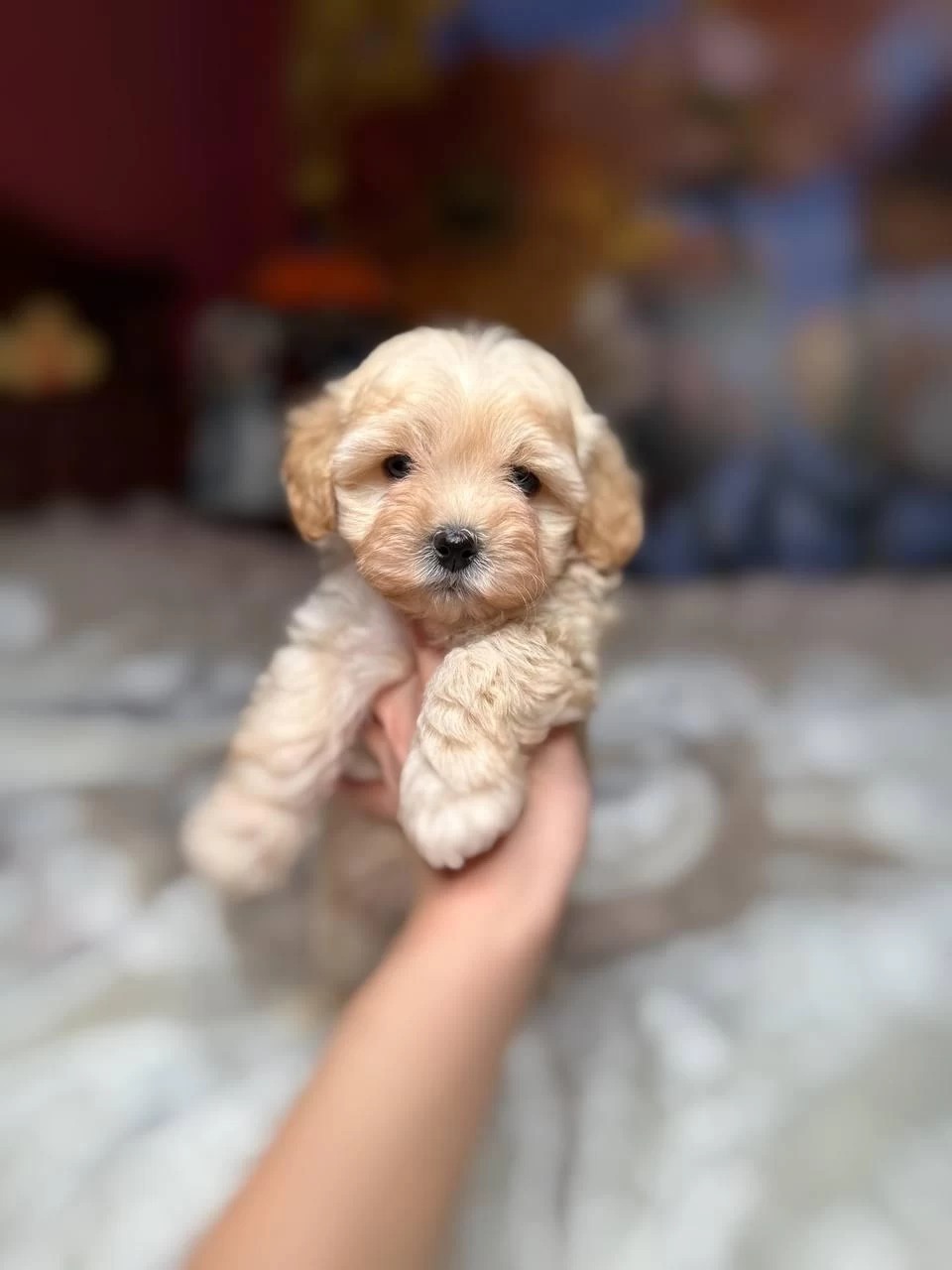 Maltipoo Bebeklerimiz