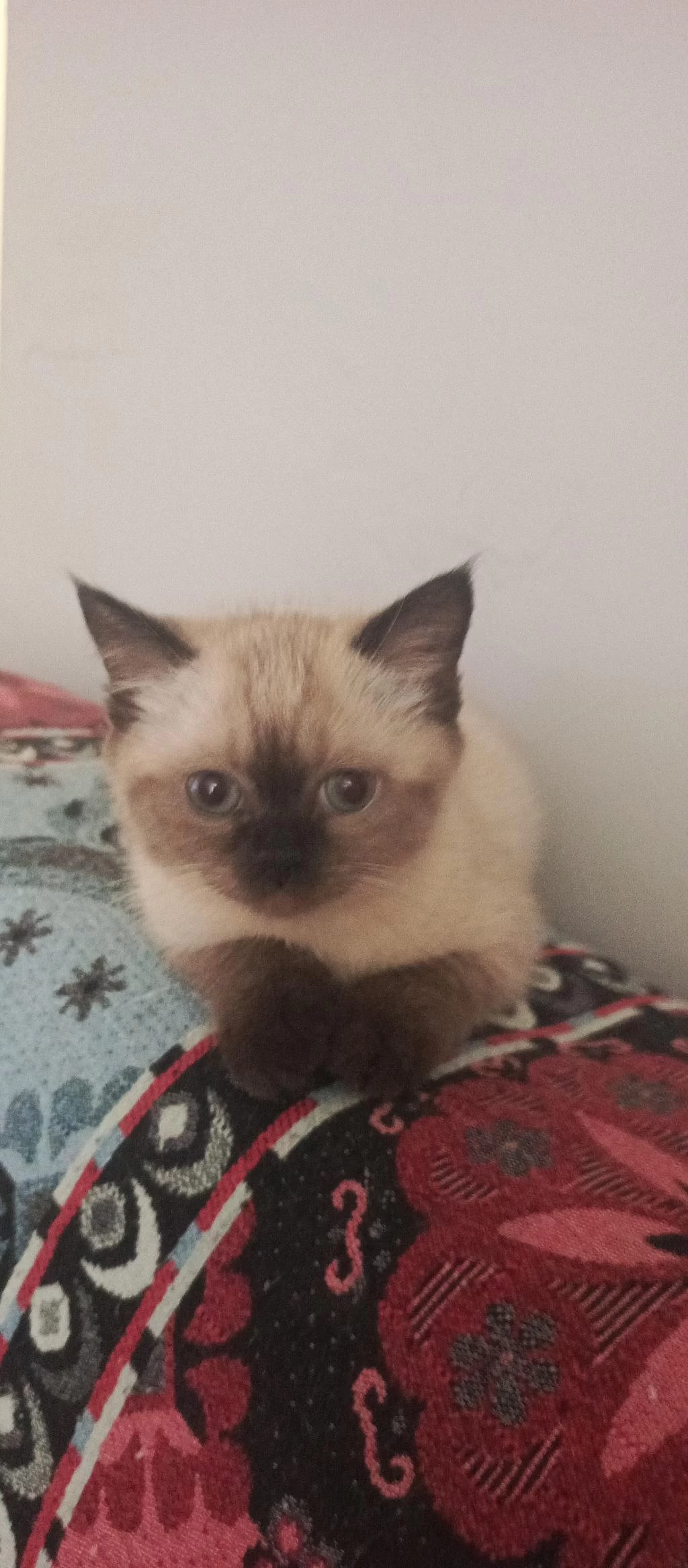 Minik British Shorthair Patiler