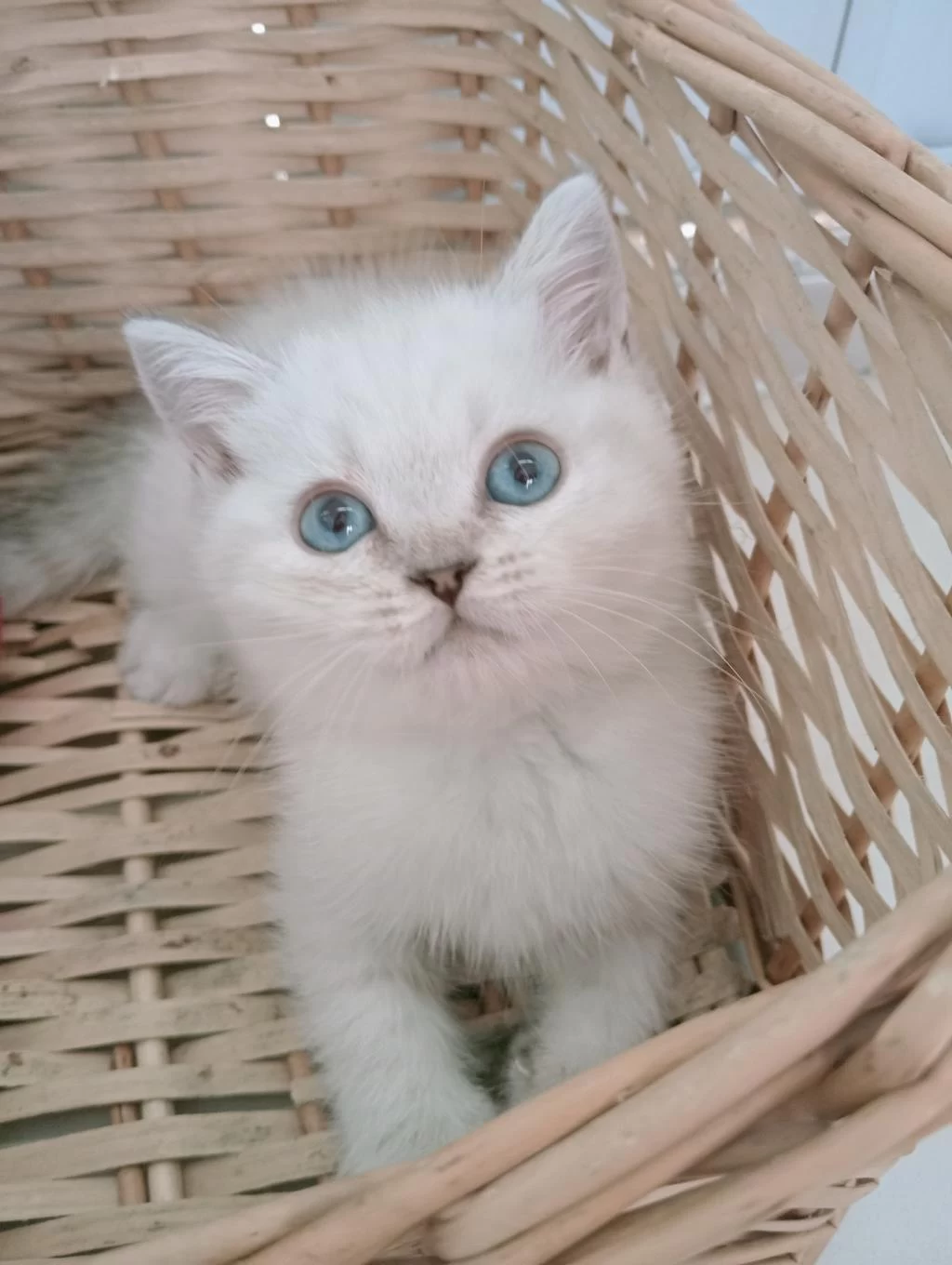 Mavi Gözlü Safkan British Shorthair Yavrular