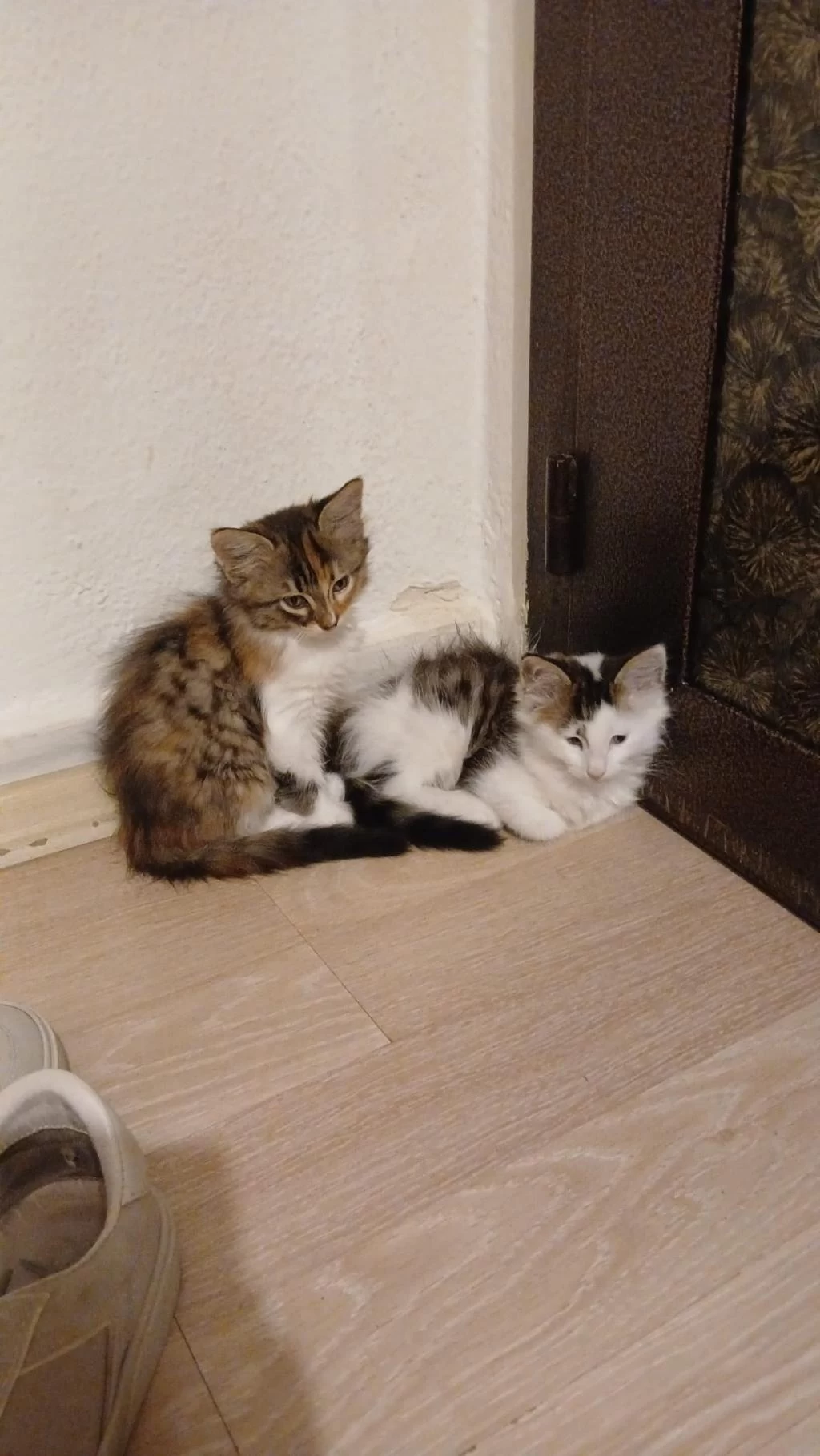 Sevimli Tekir Kedilere Yuva Arıyoruz