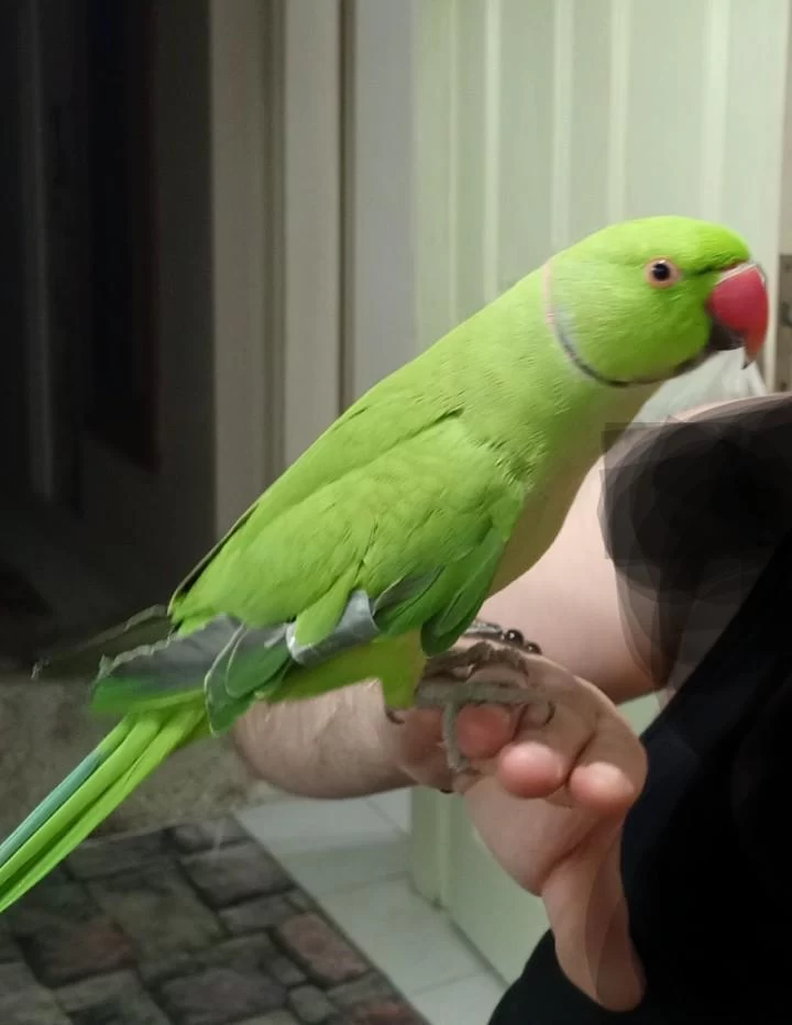 Harika Pakistan Papağanı