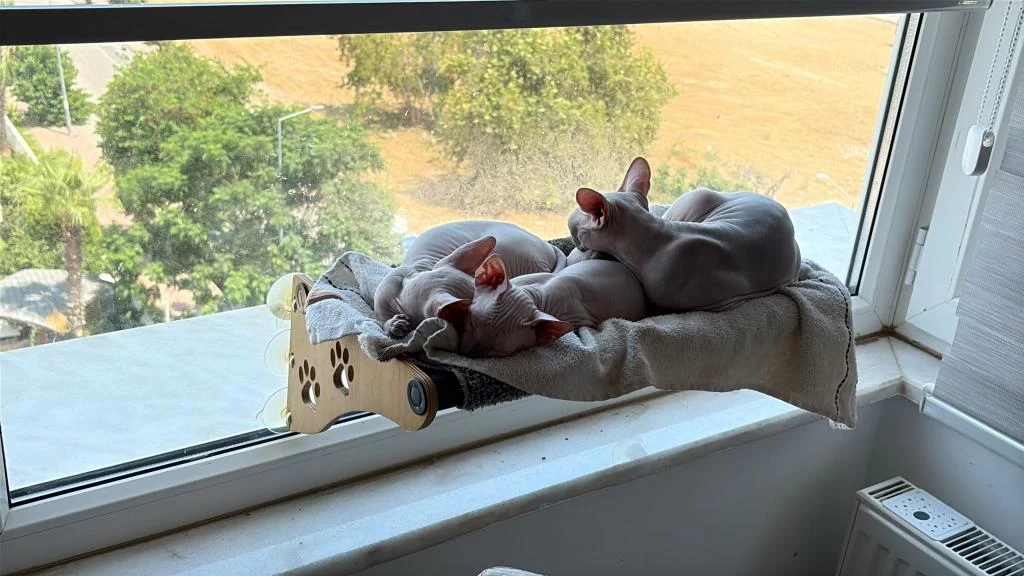 1.5 Aylık Dişi Yavru Sphynx