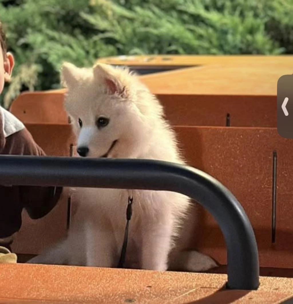 2,5 Aylık Samoyed Yavrum Ücretli Sahiplendirilecek