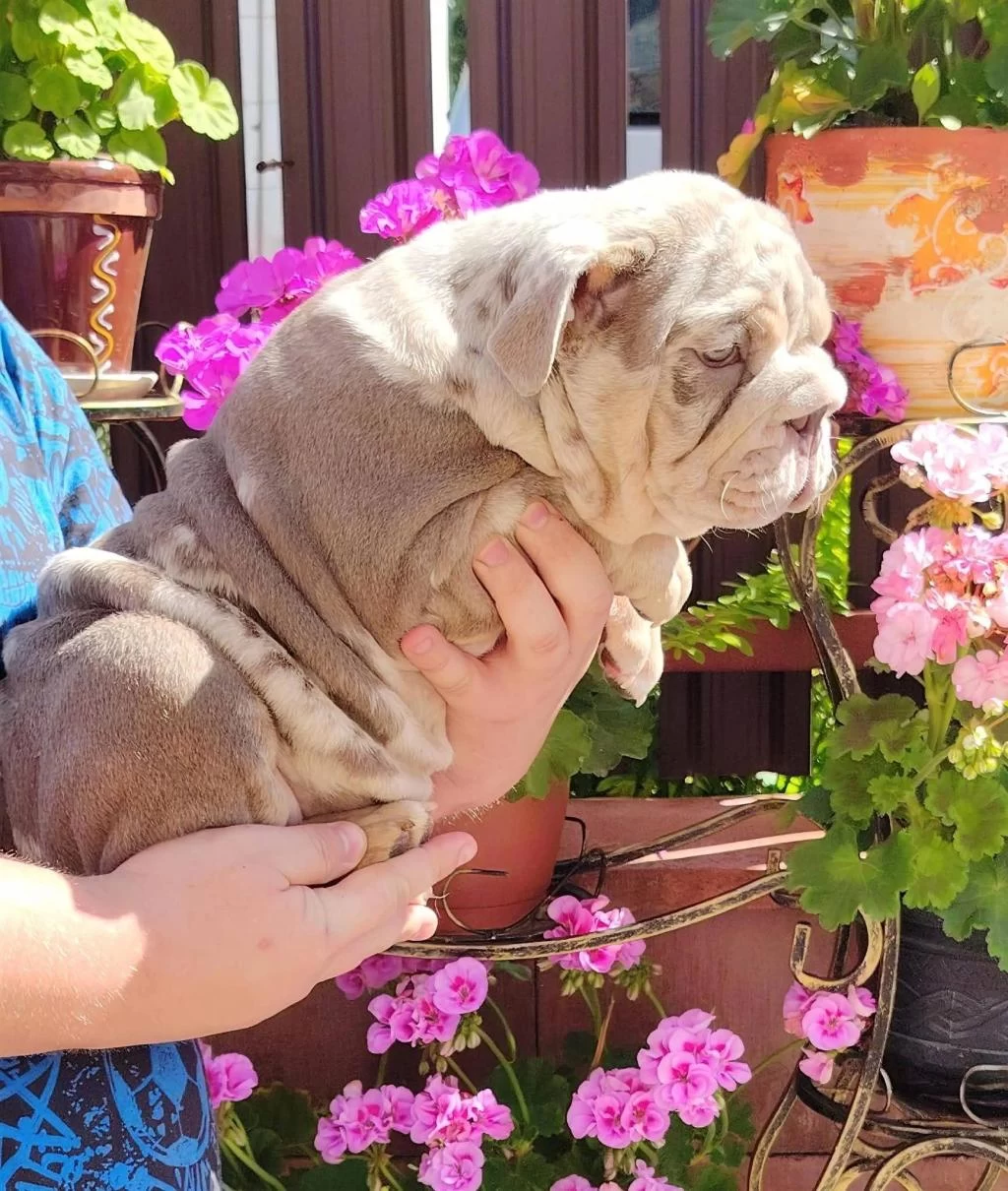Sitenin En Renkli En Mütevazi Bulldog Şekerleri