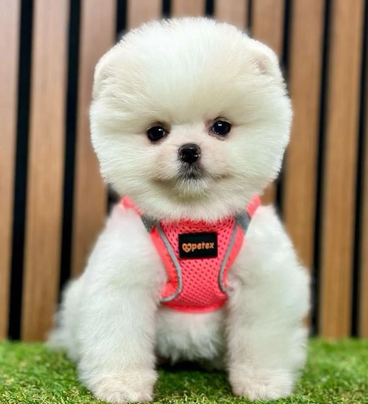 Safkan Pomeranian Boo Yavrularımız