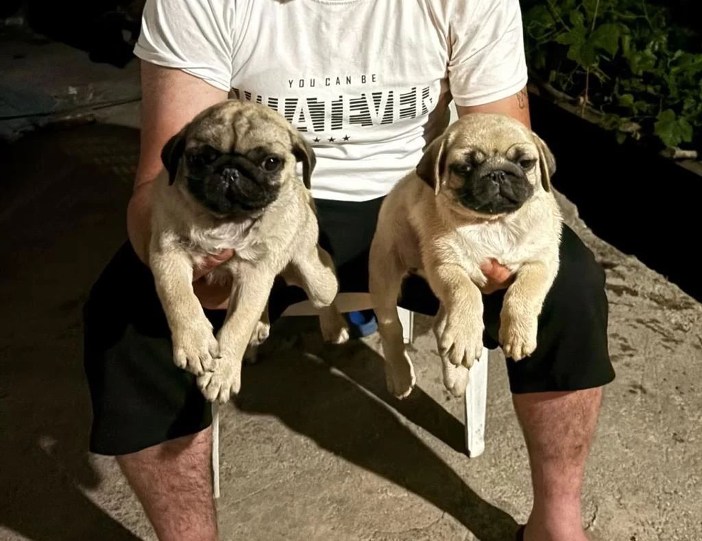 Sağlık Ve İrk Garantili Pug Mops Yavrularımız