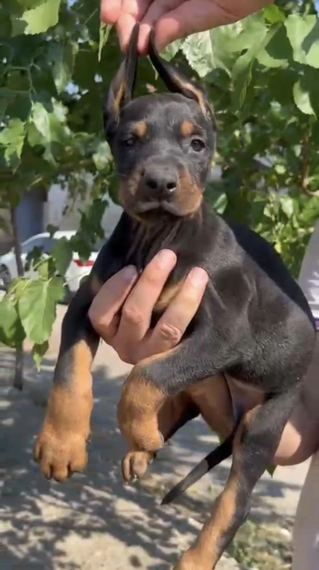 A Kalite Doberman Yavrularımız
