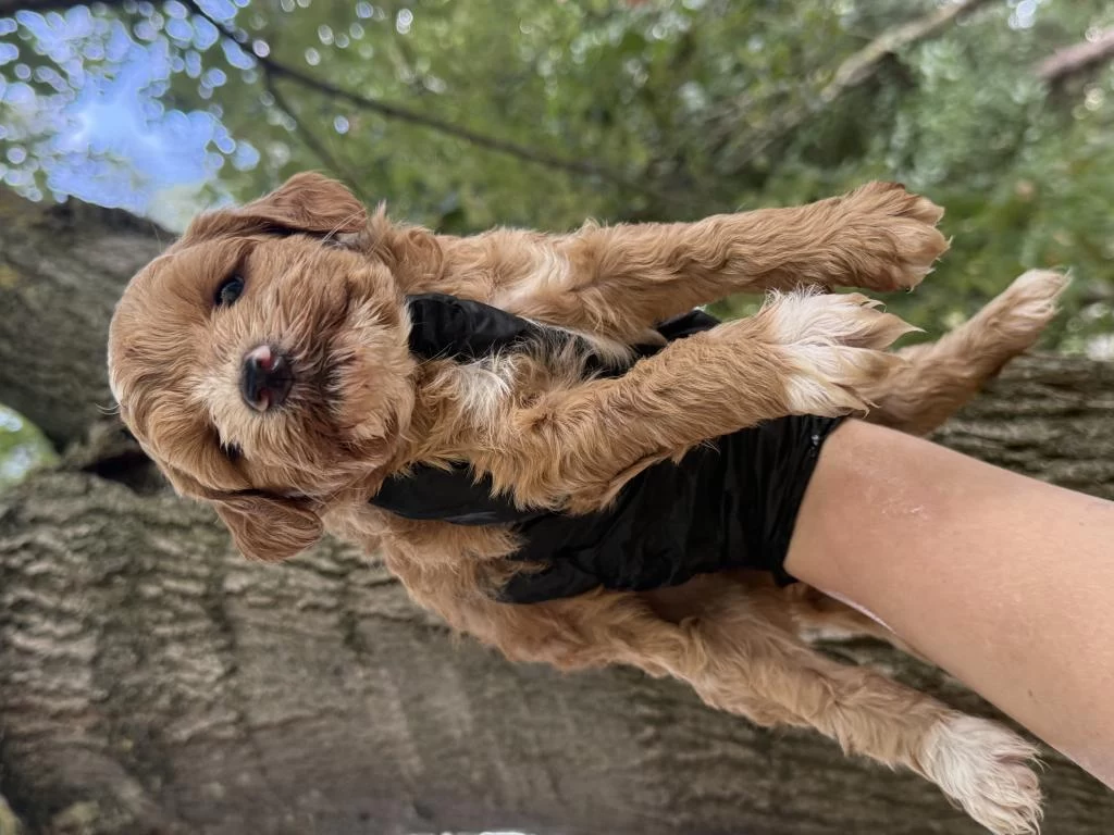 Harika Maltipoo Dişi Erkek