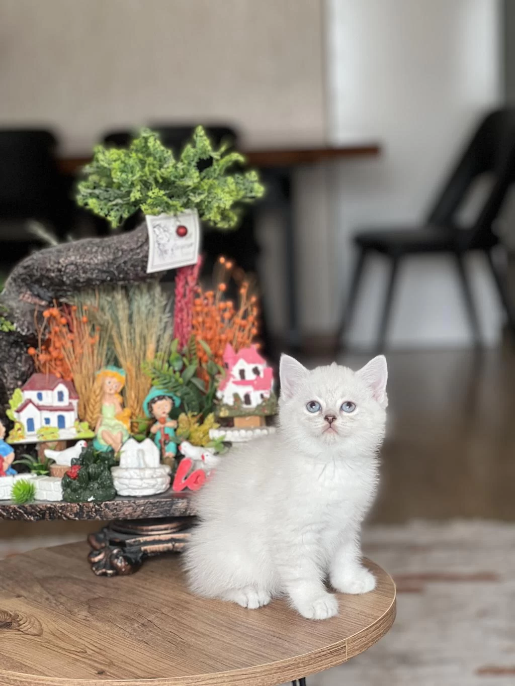 Teslime Hazir Safkan British Shorthair Yavrum