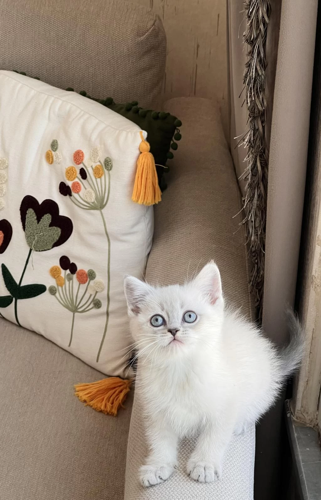 Güzel Bebeğim Oyuncu British Shorthair Yavrum