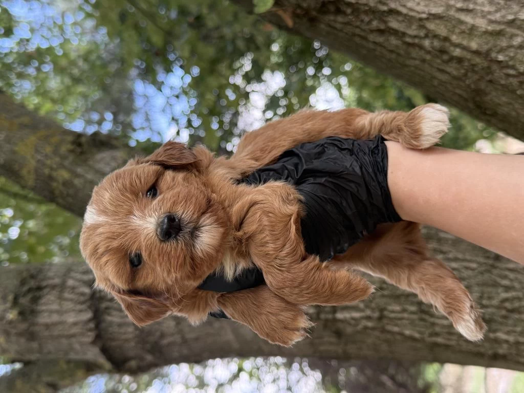 Sağlıklı Maltipoo Dişi Erkek