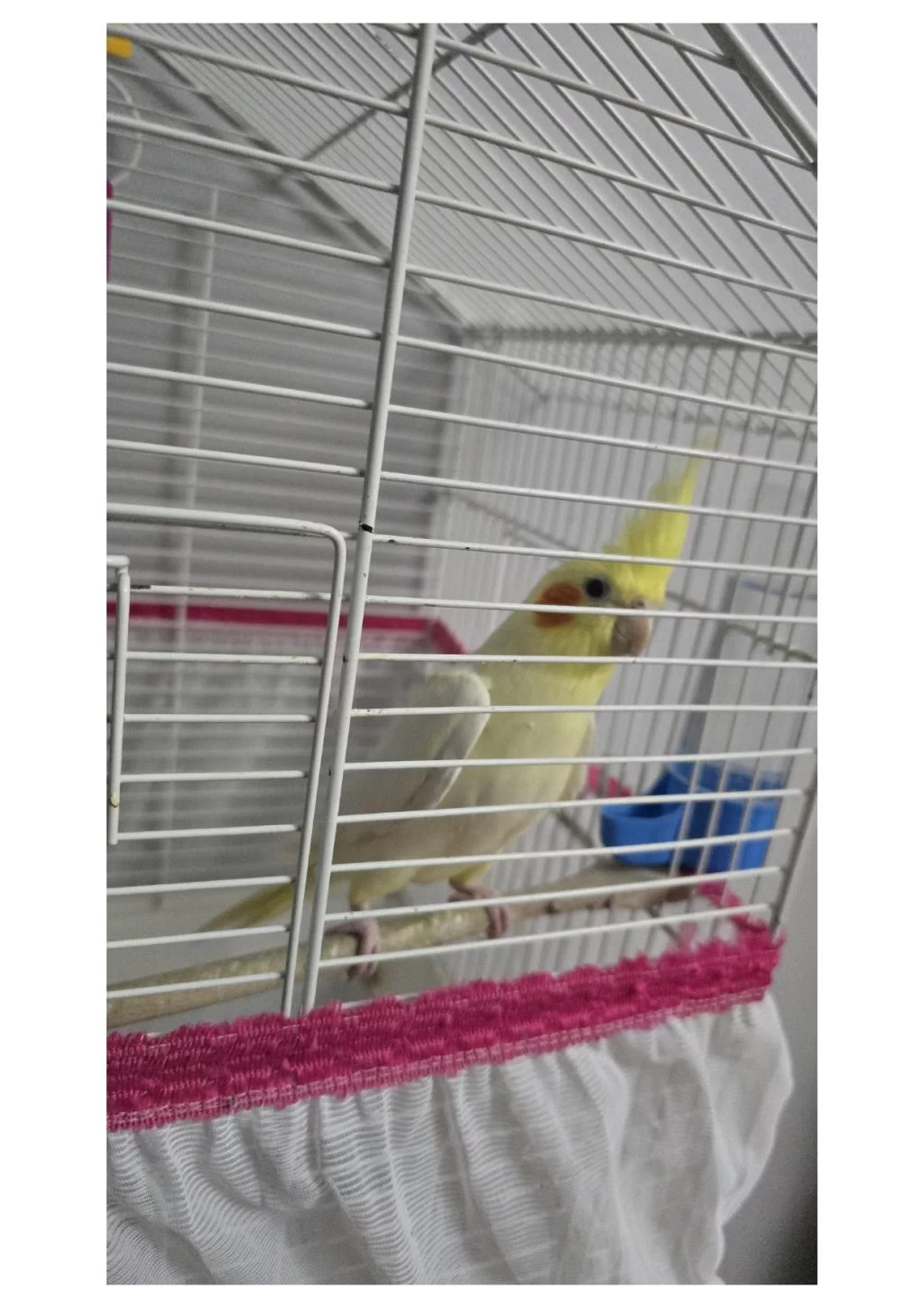 1 Yaşında Sultan Papağanı
