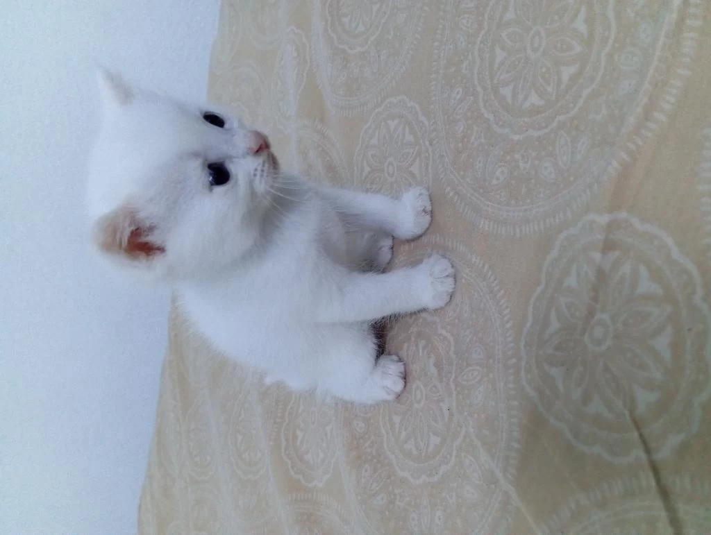 British Shorthair Yavru 28 Günlük