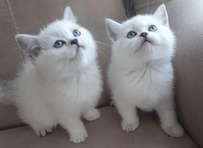 British Shorthair Silver Point Yavrularim