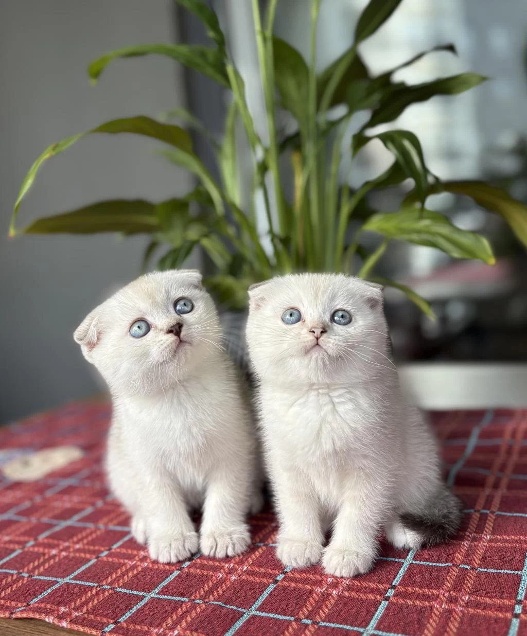 Scottish Fold Yavrularim