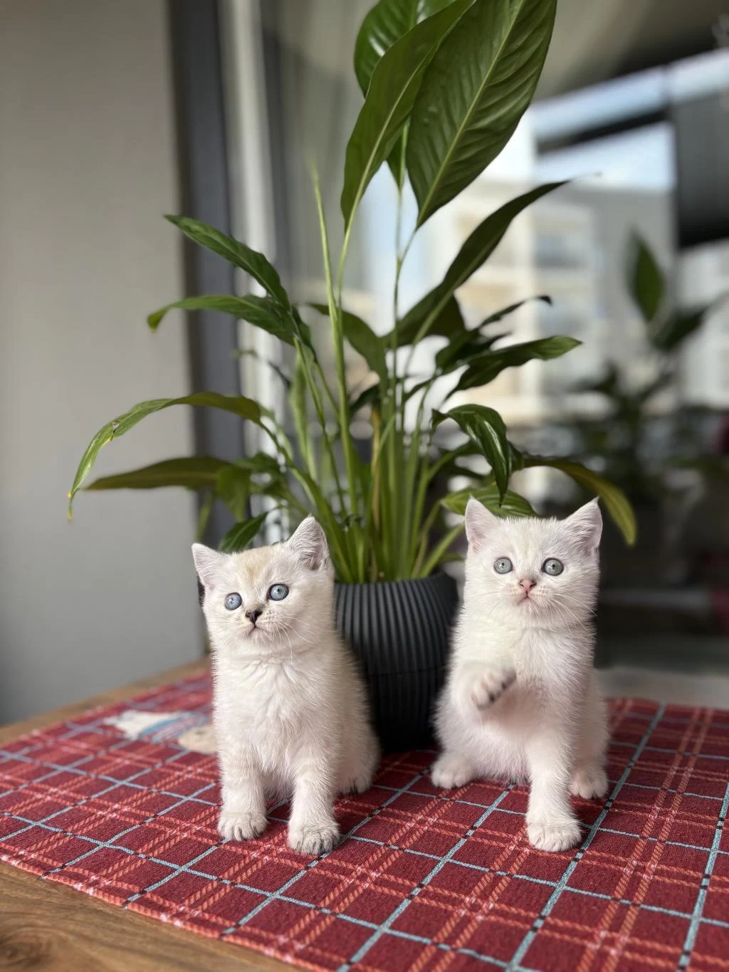 British Shorthair Silver Yavrularim