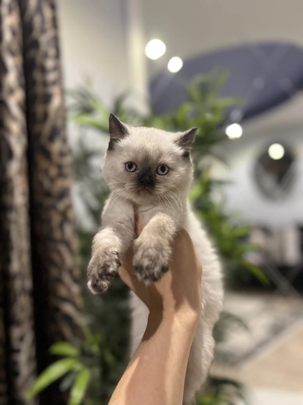 British Shorthair Chocalate Point Yavrularim