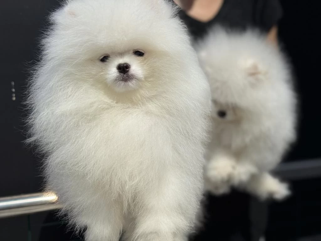 Petmode Köpek Çiftliğinde Ziyarete Açık Pomeranian