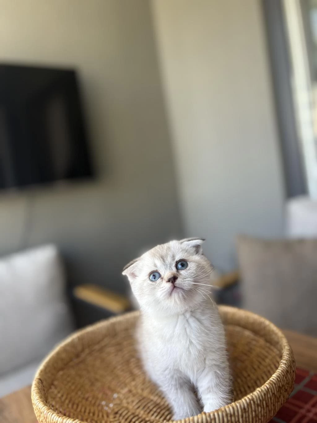 Scottish Fold Silver Yavrularim