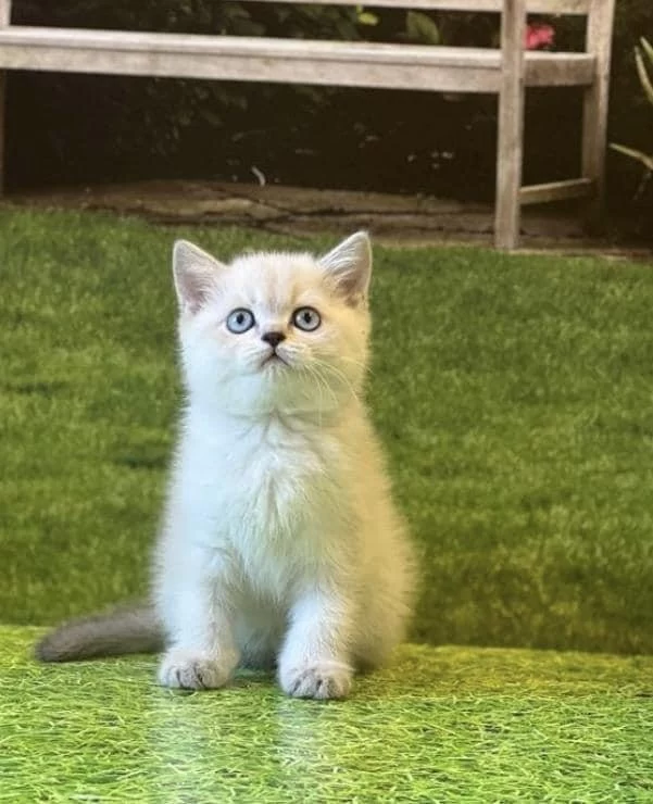 British Shorthair Yavrularim