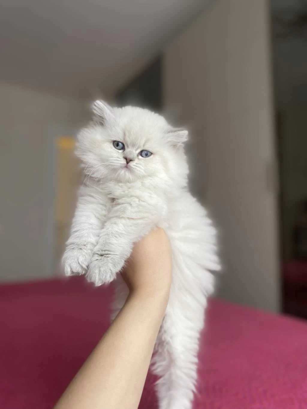 British Longhair Yavrularim