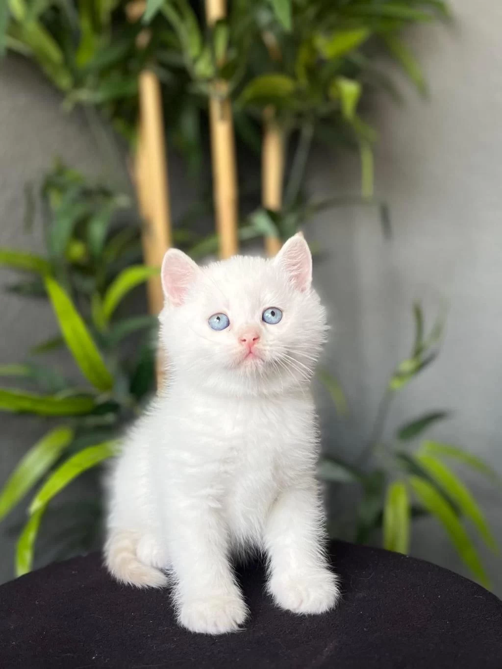 British Shorthair Red Point Yavrularim