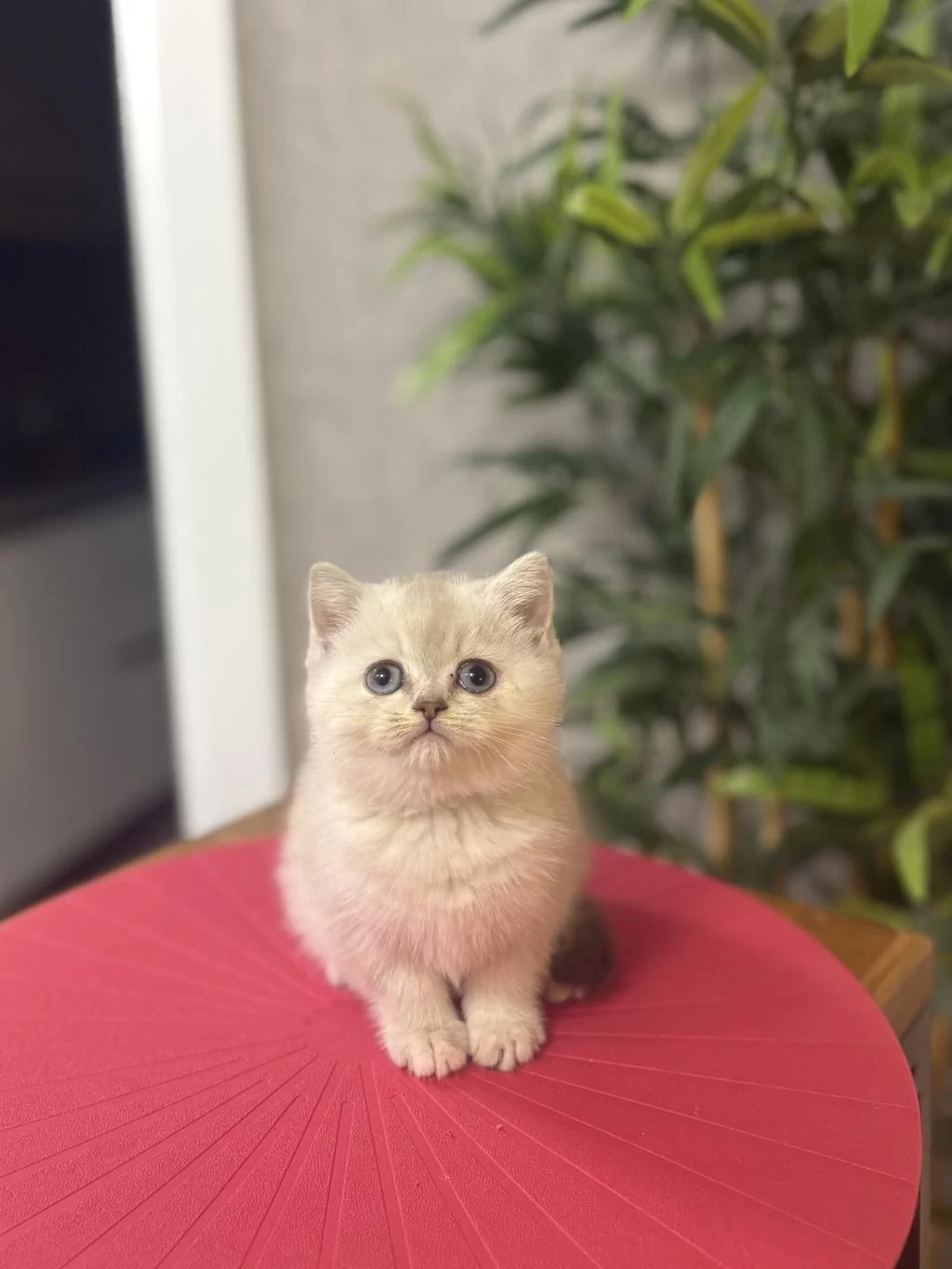 British Shorthair Silver Yavrularim