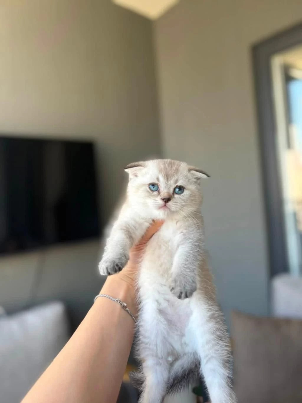 Scottish Fold Silver Point Yavrularim