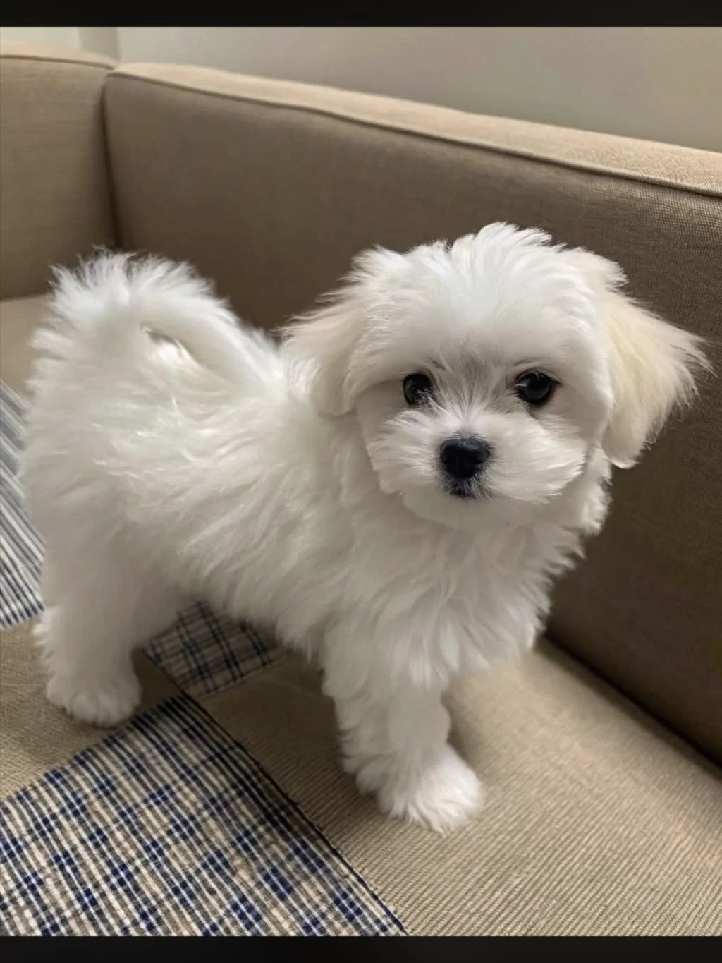 Maltipoo Bebeklerimiz