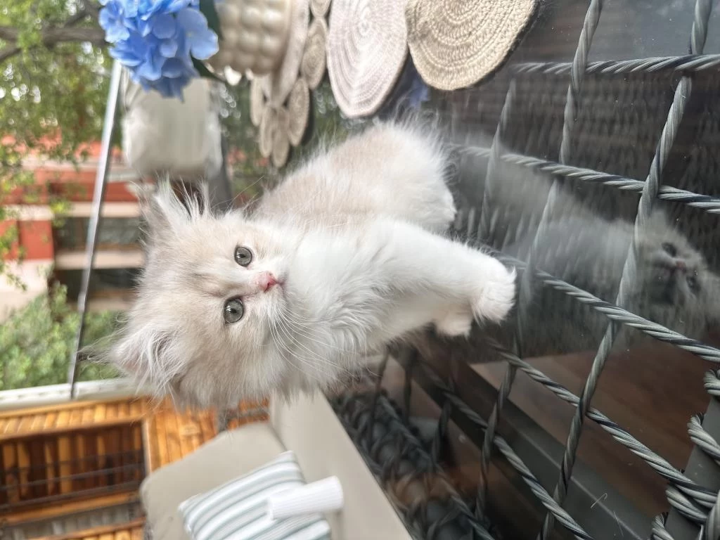 Golden Bicolor Kedimiz