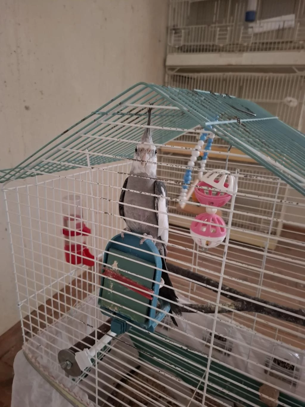 Wf Grey Erkek Sultan Papağanı 6 Aylık