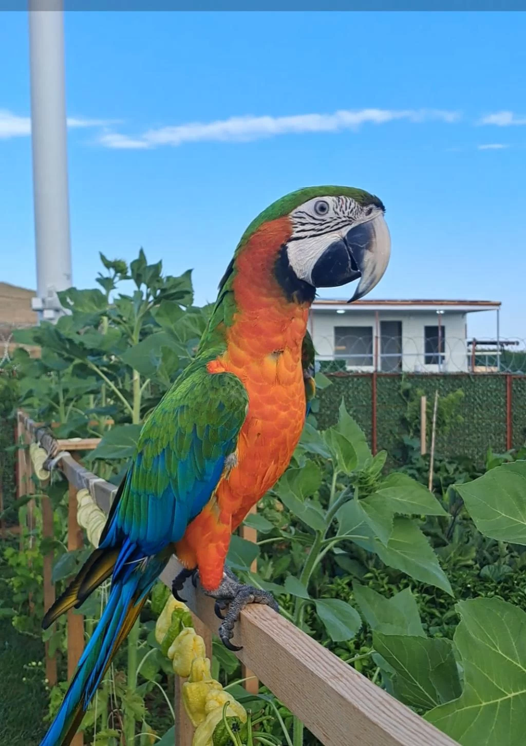 El Besleme 11 Aylık İnsan Canlısı Macaw