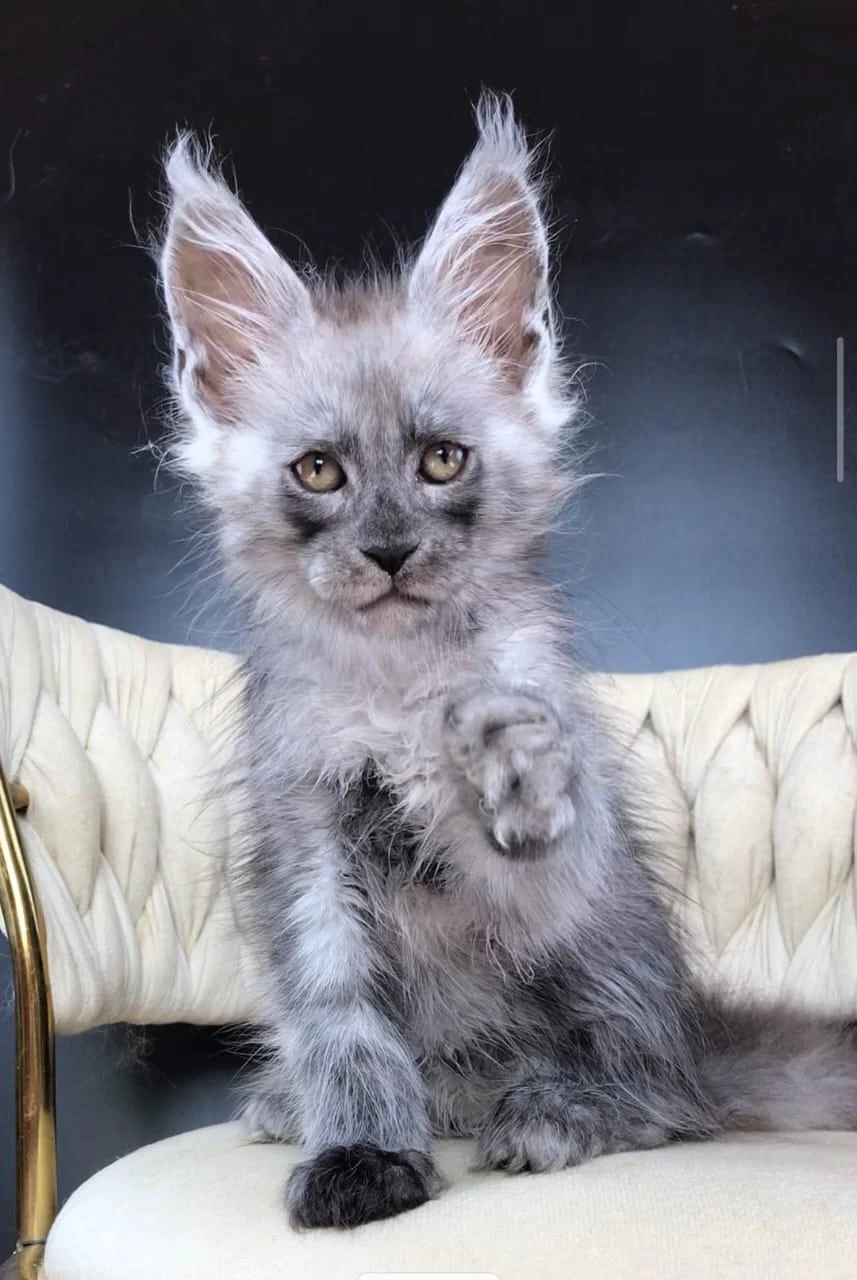 Maine Coon Wcf Erkek Black Smoke