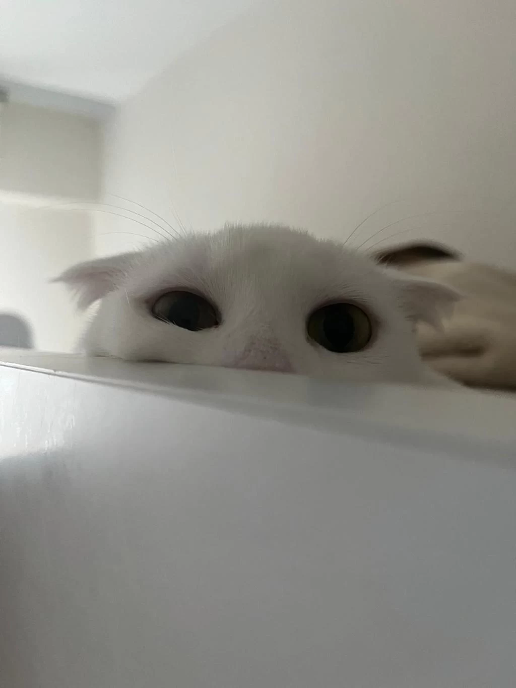 Şımarık Nazlıcan Scottish Fold