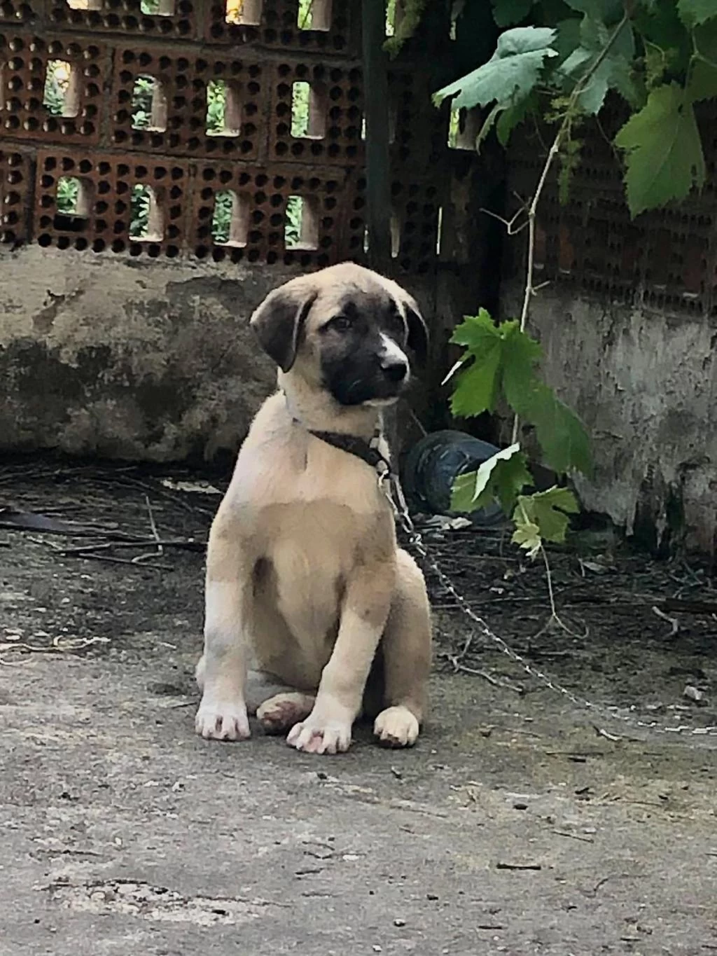 5 Aylik Safkan Kangal Yavrusu