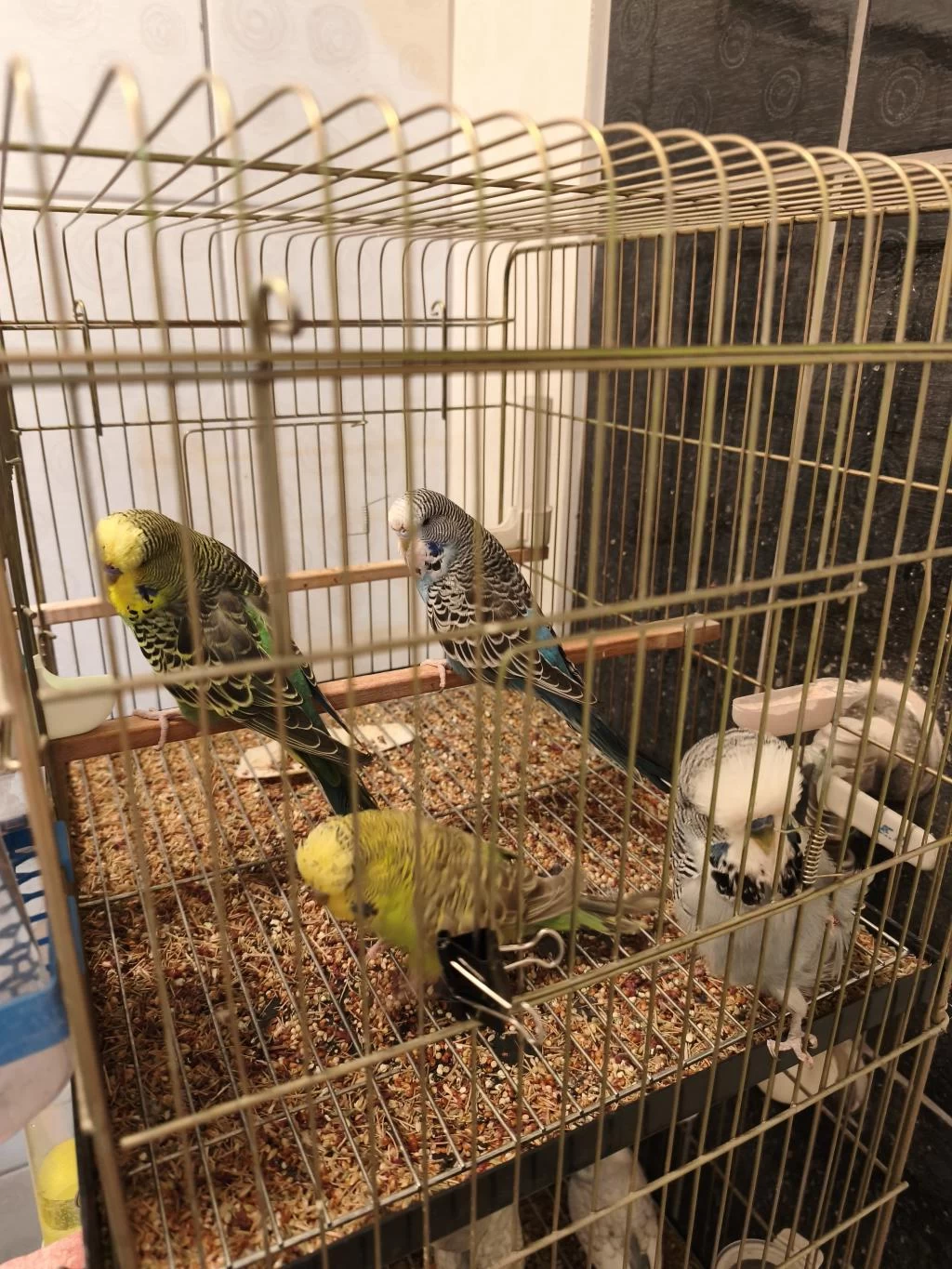 Jumbo Muhabbet Kuşu Bebişler