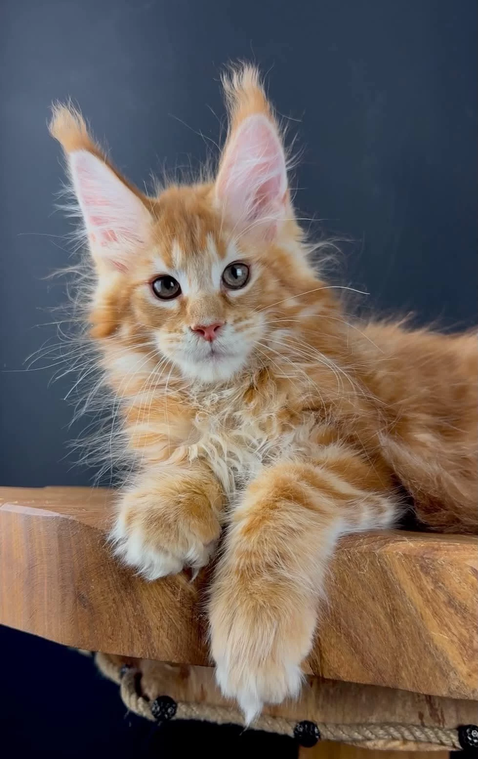 Üst Kaliteli Maine Coon Wcf Kayıtlı