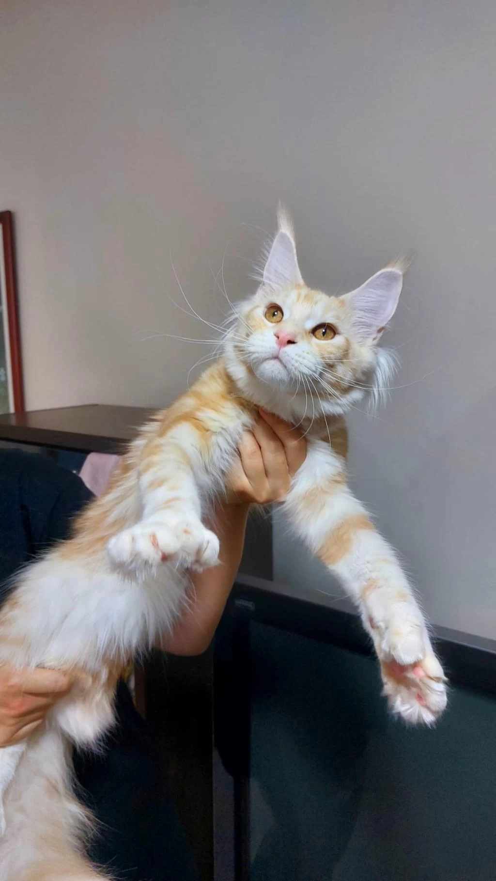 Üst Kaliteli Maine Coon Erkek Polydactyl Silver Red
