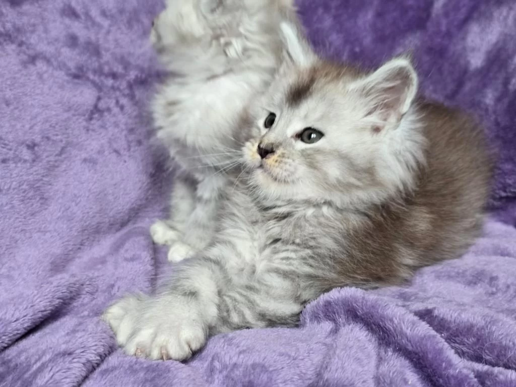 Xxxl Maine Coon Erkek Wcf Kayıtlı