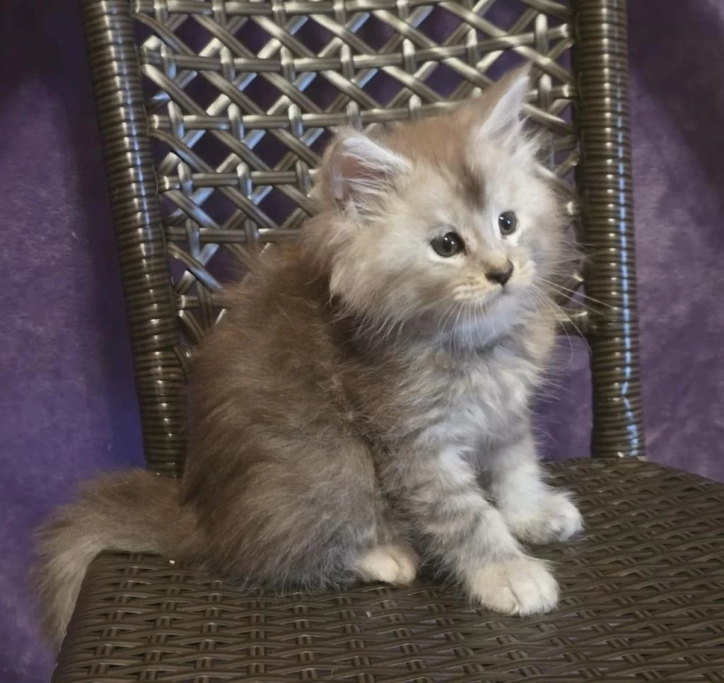Şecereli Maine Coon Erkek Ns24
