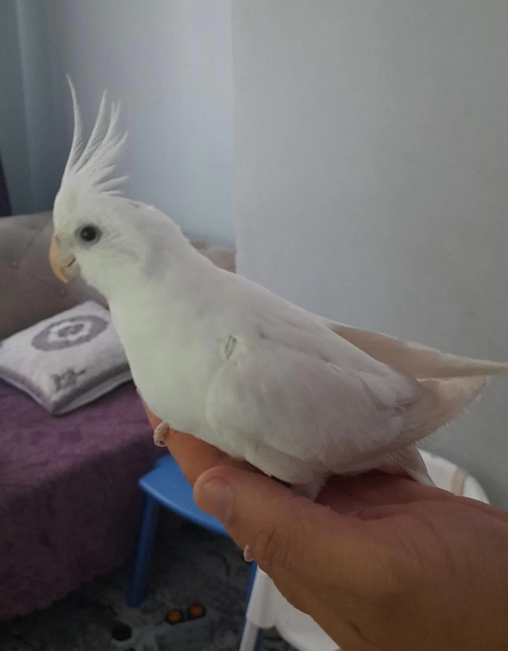 Eşe Hazır Erkek Sultan Papağanı Albino