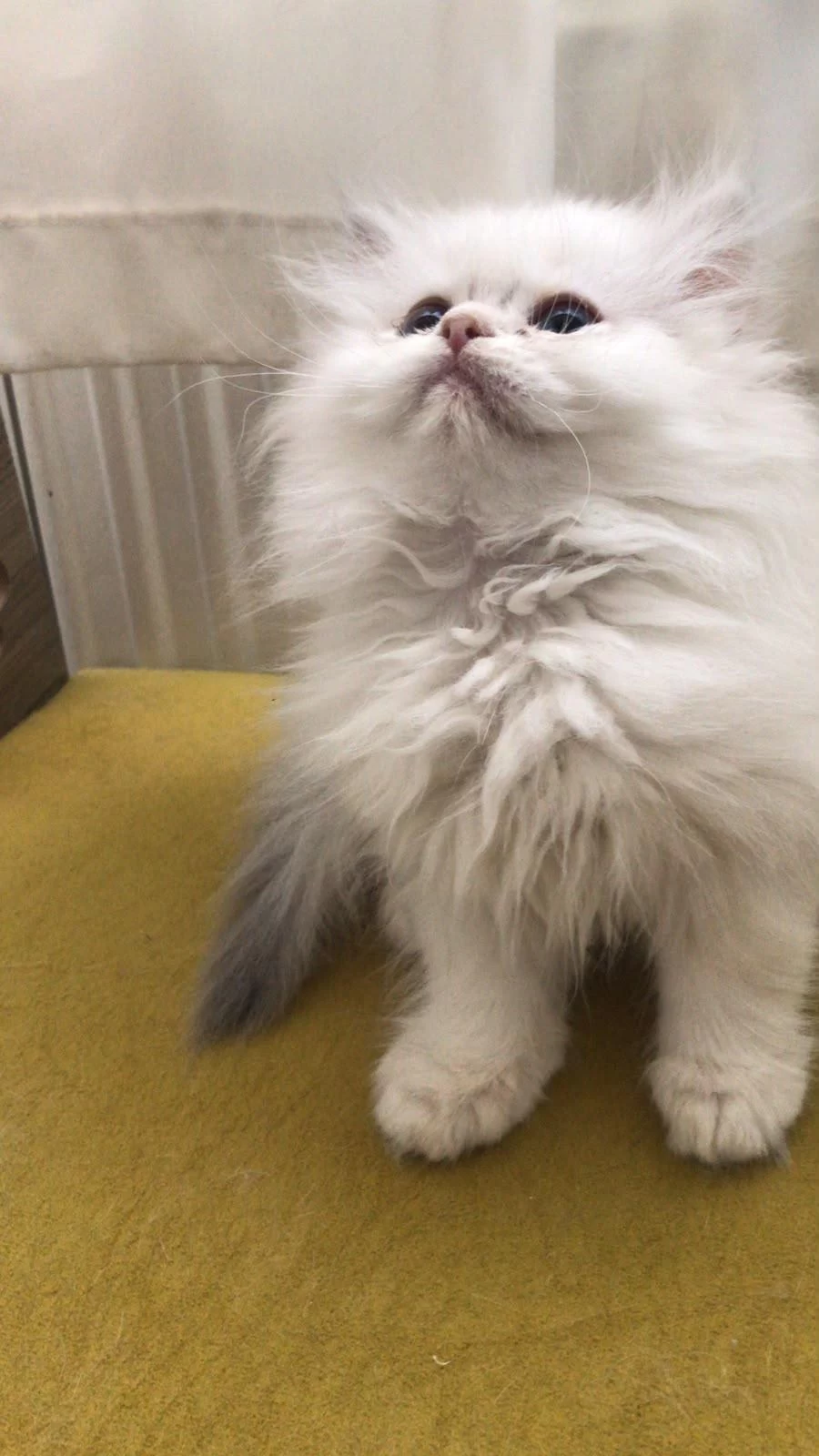 British Longhair Dişi Yavru