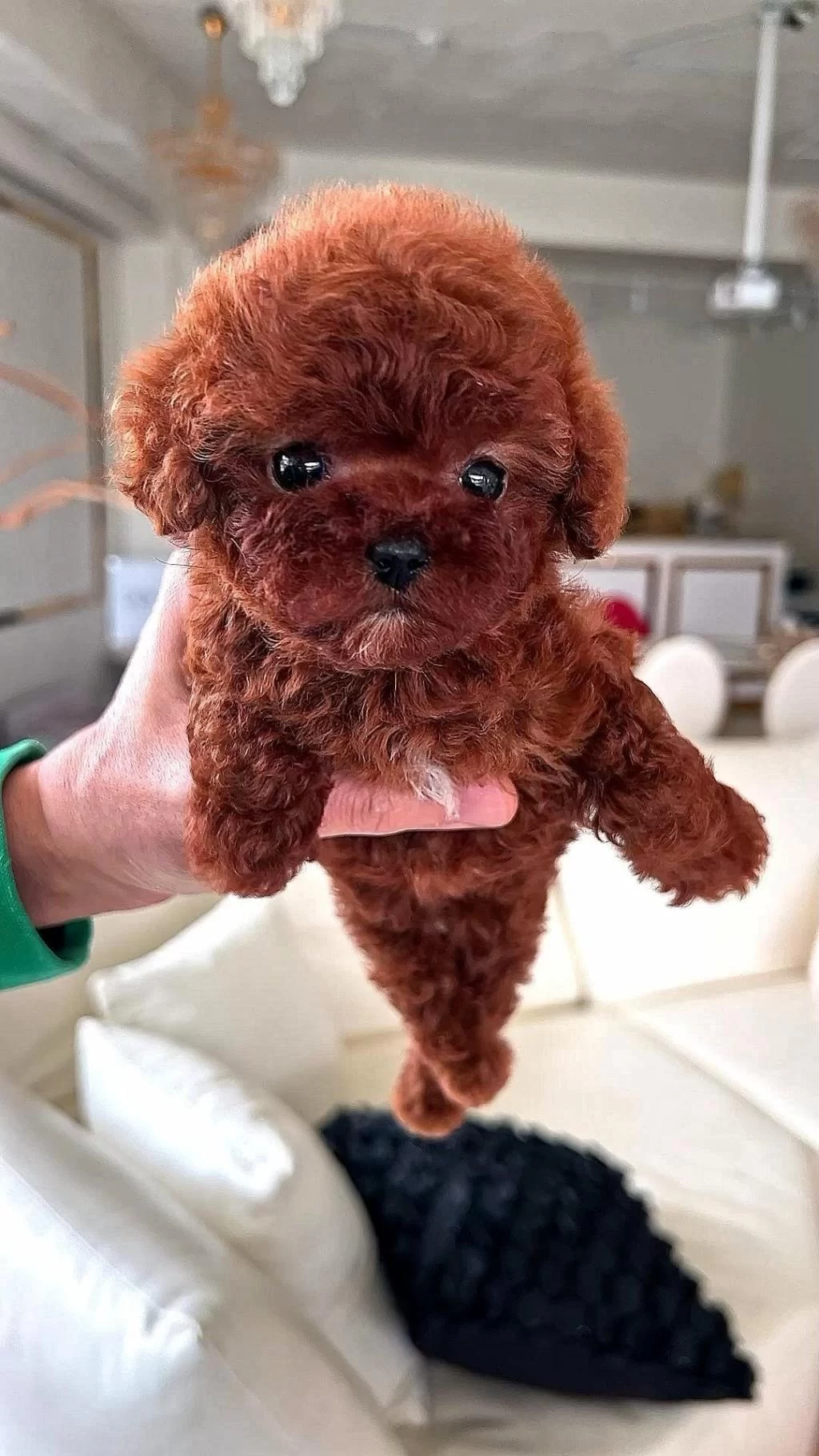 İrk Ve Sağlık Garantili Mini Toy Poodle Bebekler Hazır