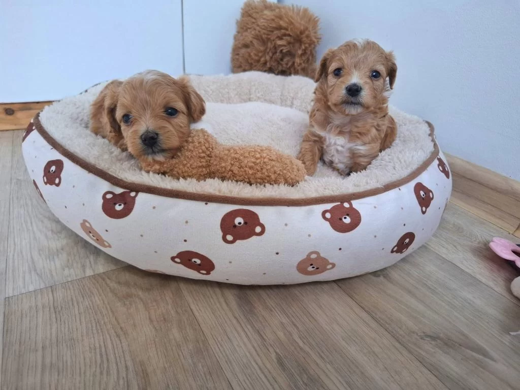 Aşili Mikroçipli Maltipoo Yavrularimiz