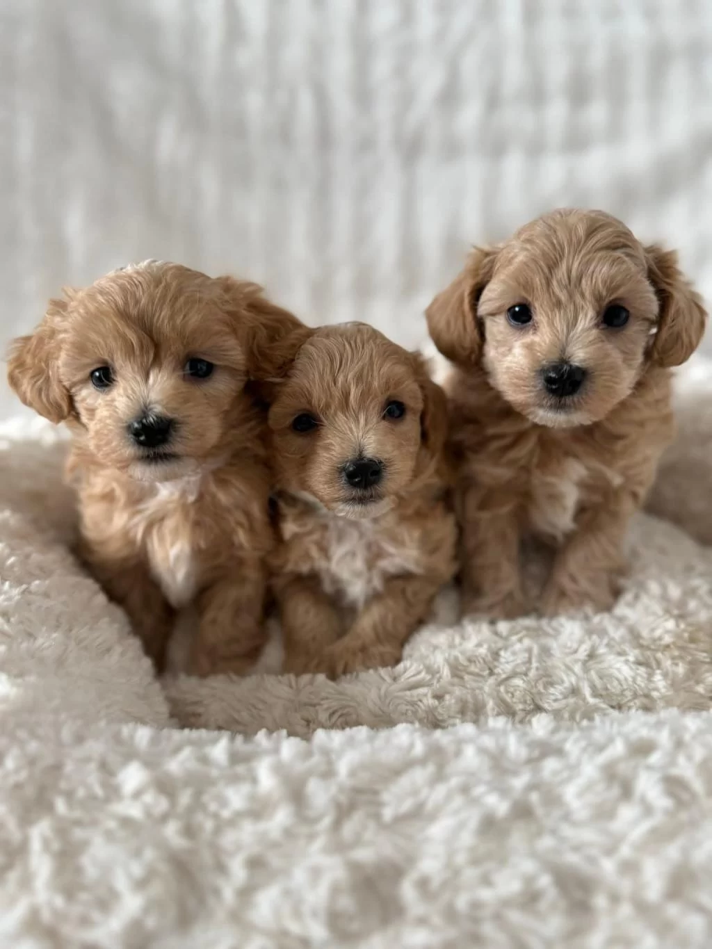 Mükemmel Güzellikteki Maltipoo Yavrularimiz