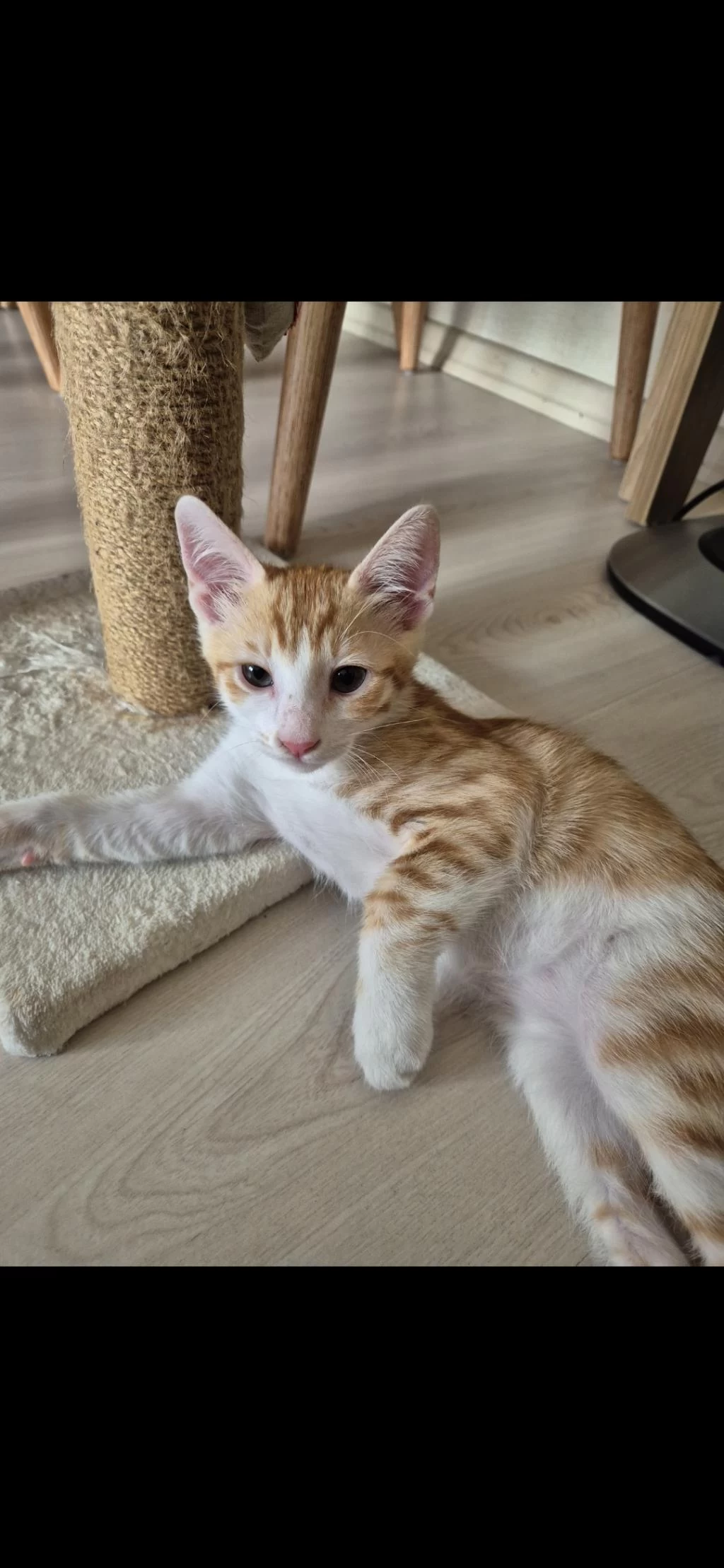 Yavru Sarman Lili Ömürlük Yuva Lütfen