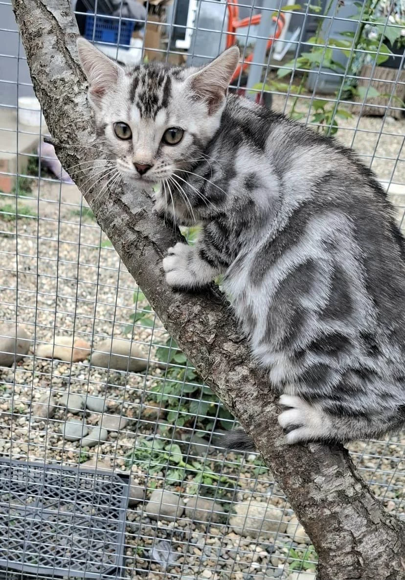 Bengal Dişi Silver Renk Wcf Kayıtlı